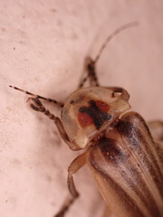 Photurinae