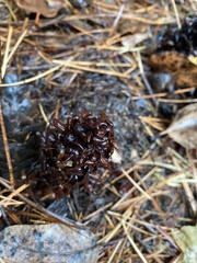 Kopsiopsis strobilacea