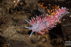 Carronella pellucida