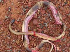 Pseudonaja aspidorhyncha