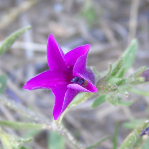 Petunia integrifolia
