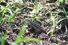 Leiocephalus stictigaster septentrionalis