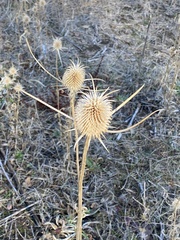 Dipsacus sativus