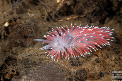 Carronella pellucida