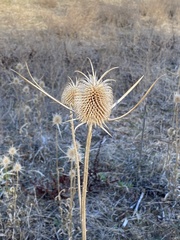 Dipsacus sativus