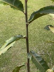 Etlingera elatior