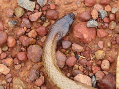 Pseudonaja aspidorhyncha