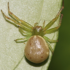 Diaea ambara