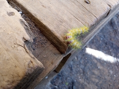 Ormiscodes amphimone