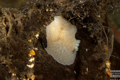 Jorunna tomentosa