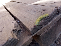 Ormiscodes amphimone