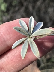 Lupinus albifrons