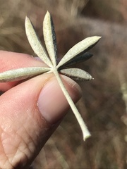 Lupinus albifrons
