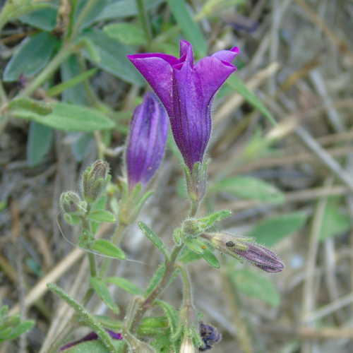 Petunia integrifolia