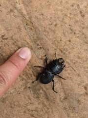 Apterodorcus bacchus