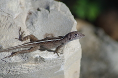 Anolis sagrei sagrei