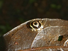 Ischnocodia annulus