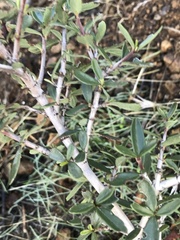 Ceanothus cuneatus