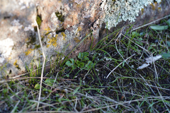 Sanicula arctopoides