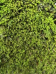 Claopodium rostratum