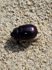 Pericoptus truncatus