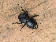 Apterodorcus bacchus