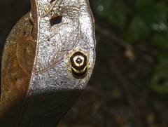 Ischnocodia annulus
