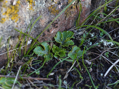 Sanicula arctopoides