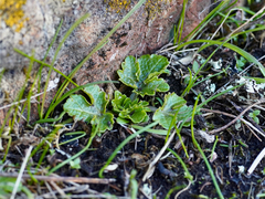 Sanicula arctopoides