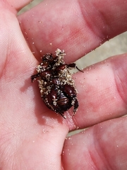 Pericoptus truncatus