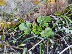 Sanicula arctopoides