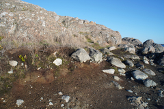 Sanicula arctopoides