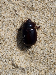 Pericoptus truncatus