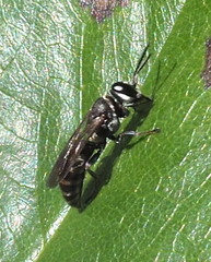 Crabroninae