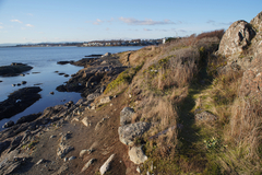 Sanicula arctopoides