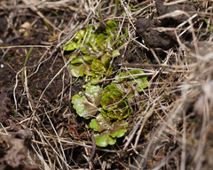 Sanicula arctopoides
