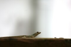 Anolis aeneus