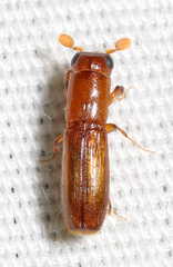 Euplatypus compositus