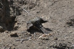 Catamenia