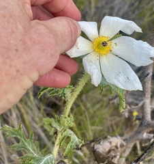 Argemone glauca