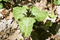 Trillium