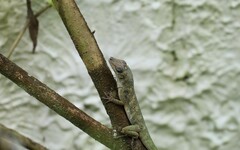 Anolis aeneus