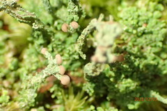 Cladonia peziziformis