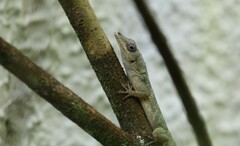 Anolis aeneus