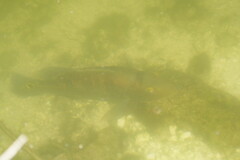 Cichla ocellaris