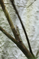 Anolis aeneus