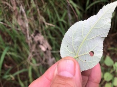 Abutilon oxycarpum