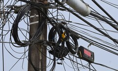 Icterus nigrogularis