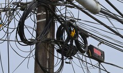 Icterus nigrogularis