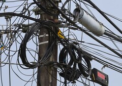 Icterus nigrogularis